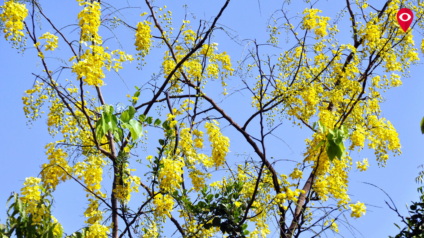 Spring in Mumbai's step these flowering trees herald the turn of