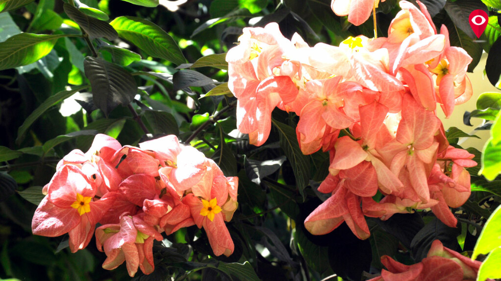 Spring in Mumbai's step these flowering trees herald the turn of