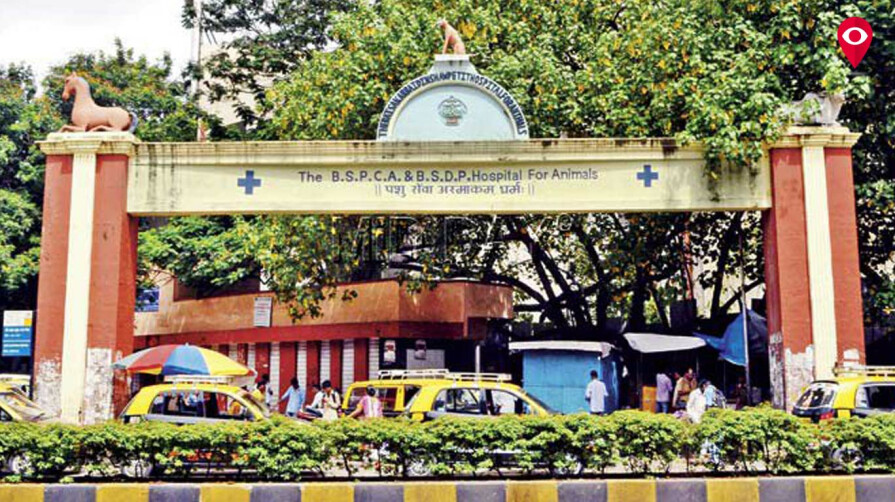 Owners can now stay with pets at Bail Ghoda hospital | Mumbai Live