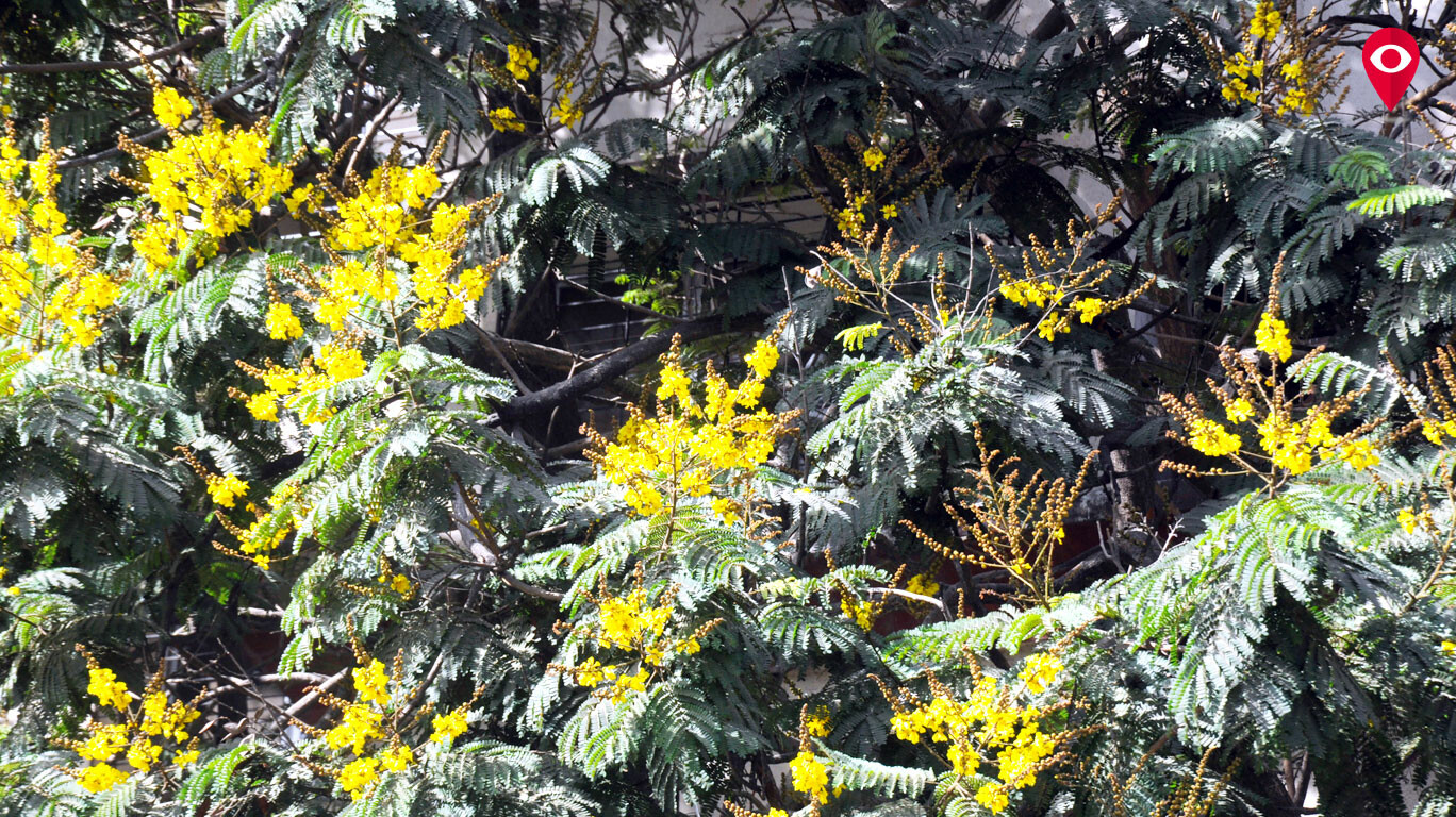 Spring in Mumbai's step these flowering trees herald the turn of