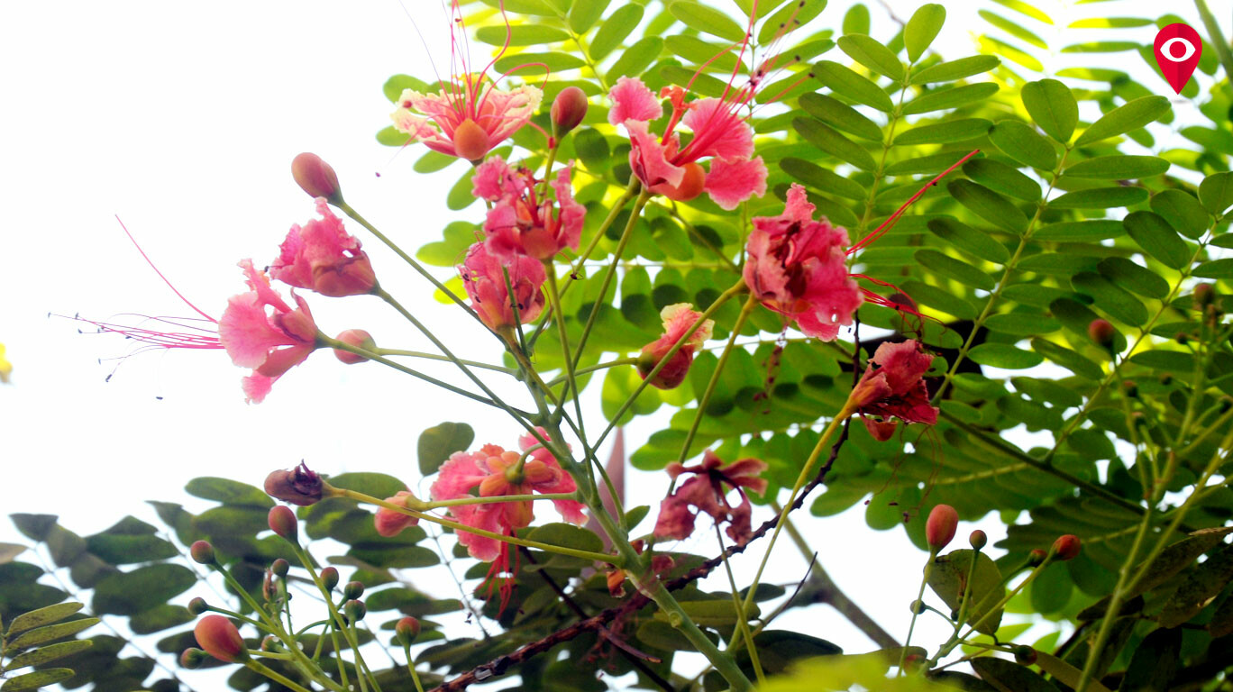 Spring in Mumbai's step these flowering trees herald the turn of