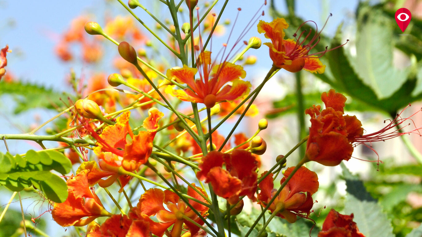 Spring in Mumbai's step these flowering trees herald the turn of