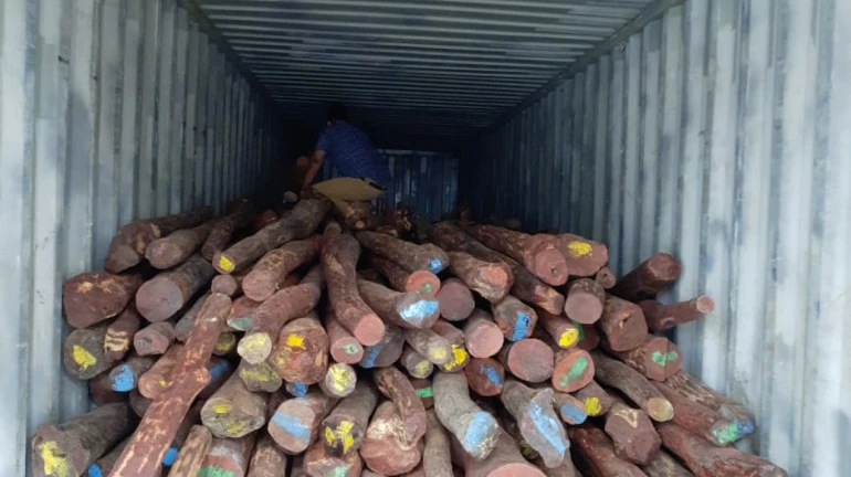 महिन्याभरात दुसऱ्यांदा न्हावा शेवा बंदर चर्चेत, १८ हजार ५०० किलोचे रक्तचंदन जप्त महिन्याभरात दुसऱ्यांदा न्हावा शेवा बंदर चर्चेत, १८ हजार ५०० किलोचे रक्तचंदन जप्त