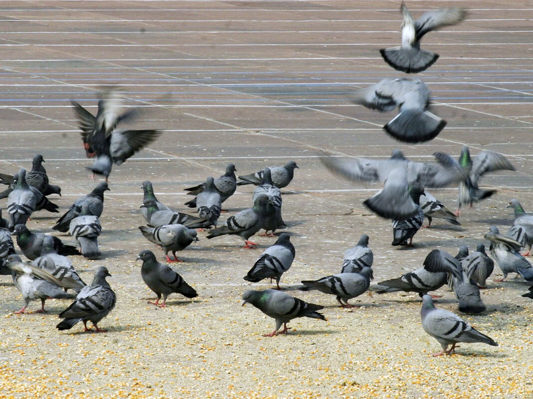 मुंबई - कबूतरों को  फुटपाथों और सड़कों खाना खिलाना  पड़ेगा भारी!