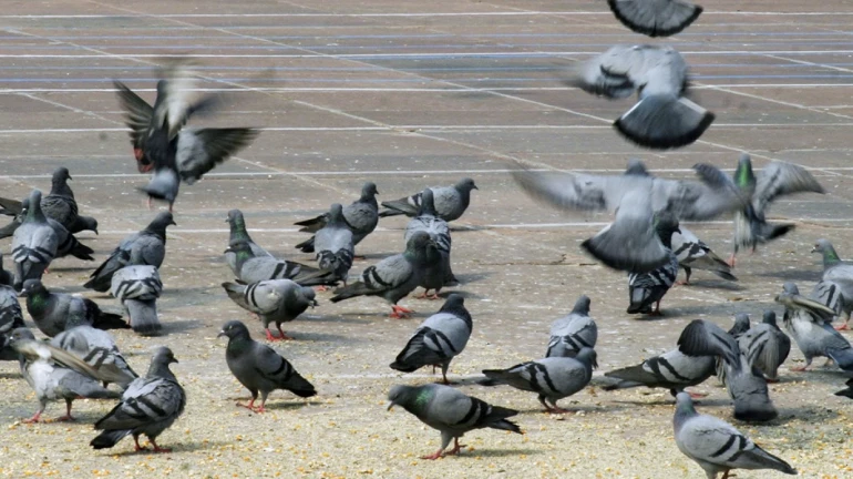 मुंबई - कबूतरों को  फुटपाथों और सड़कों खाना खिलाना  पड़ेगा भारी!