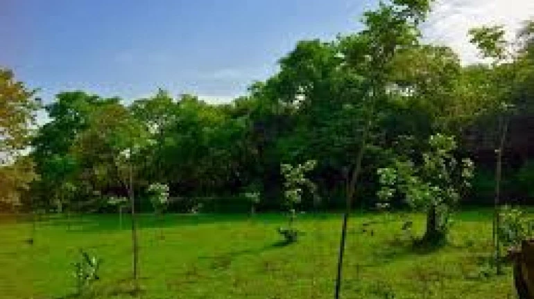 Aarey land declared as reserve forest Aarey land declared as reserve forest
