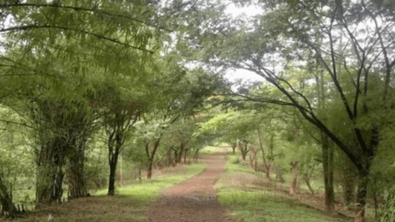 आरेमध्ये लावलेल्या झाडांची बिकट अवस्था आरेमध्ये लावलेल्या झाडांची बिकट अवस्था