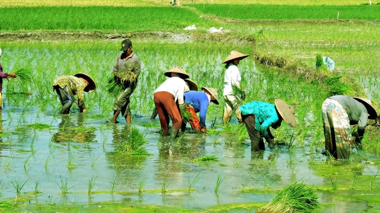 Agriculture now a compulsory subject for Classes 6 to 8 Agriculture now a compulsory subject for Classes 6 to 8