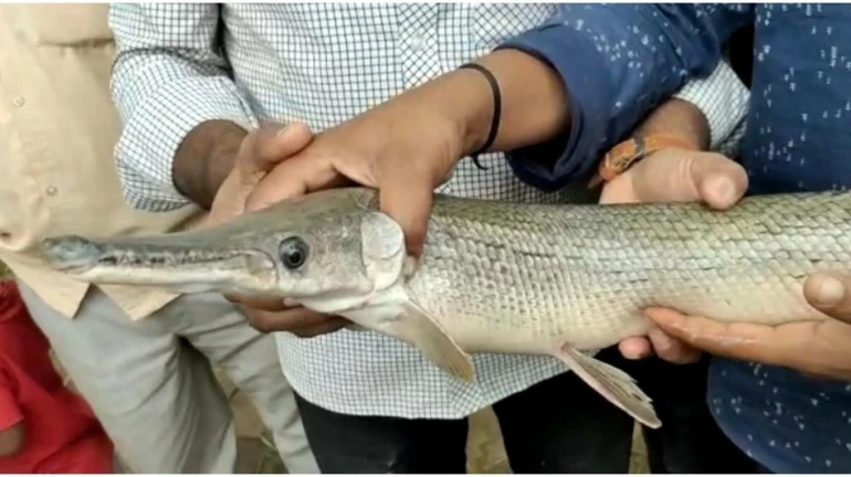 American Alligator Gar Measuring 2-Feet Caught in Kolhapur’s Panchganga River