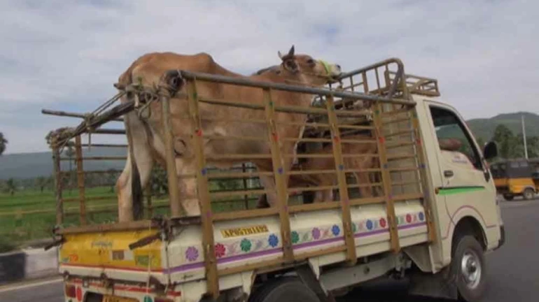 Mumbai Police Impose Restrictions On Cattle Movements - Read Detailed Order Here