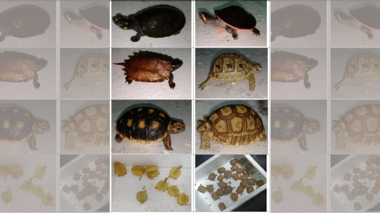 DRI Mumbai Zonal Unit Foils Smugglers: 306 Live Exotic Animals Seized from Thailand