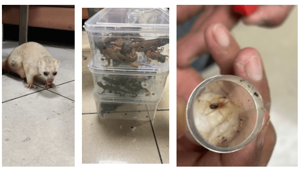 Mumbai customs seizes 95 endangered wildlife species at airport; 1 arrested