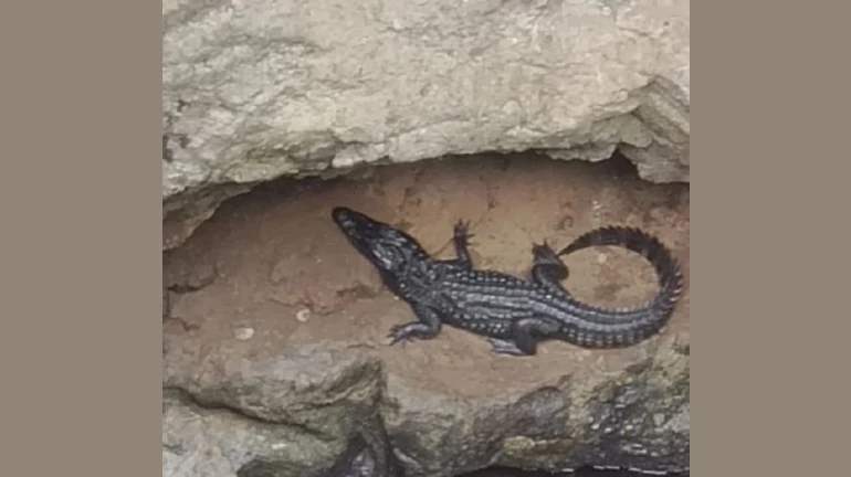 Baby Marsh Crocodile Rescued From a Well in Andheri