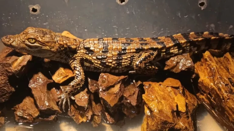 Mumbai: Police foils sale of baby crocodile in Powai; Accused in custody Mumbai: Police foils sale of baby crocodile in Powai; Accused in custody