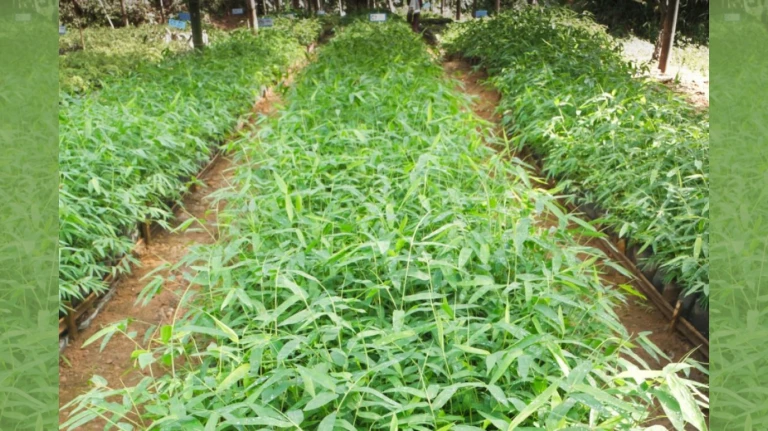 1 Lakh Bamboo Saplings to Transform Vasai-Virar Forests