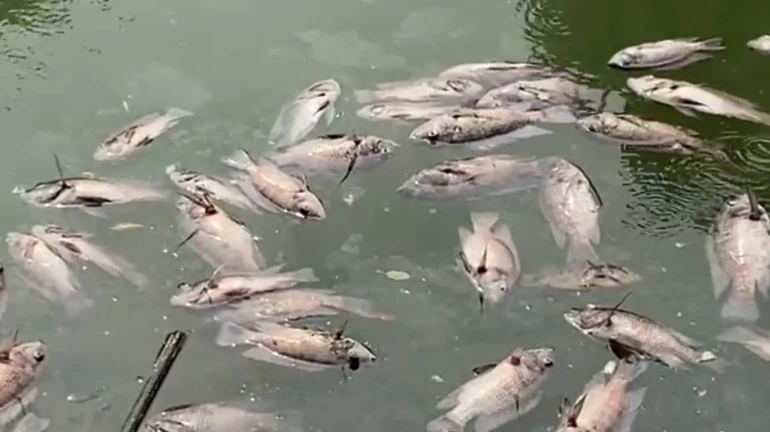 मुंबई-  बाणगंगा टैंक में सैकड़ों मरी हुई मछलियाँ तैरती मिलीं