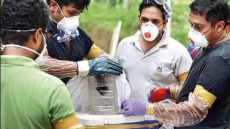 Maharashtra: Nipah-virus carrying bats found in a cave in Mahabaleshwar