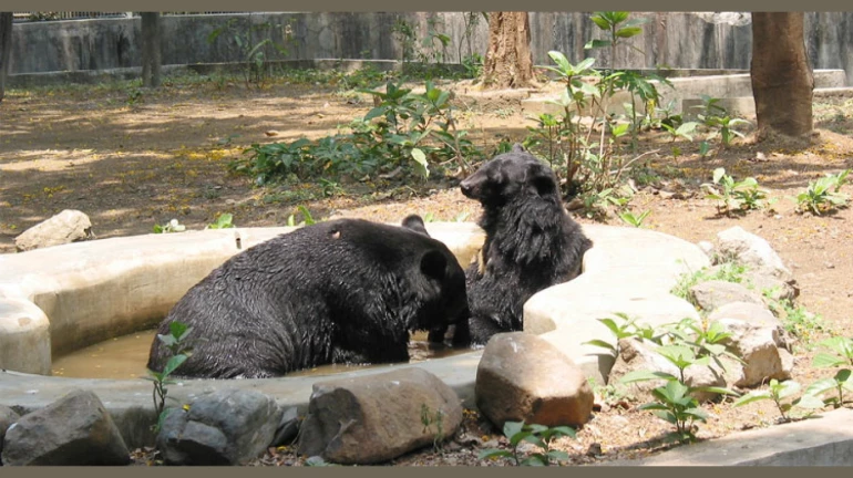 राणीच्या बागेतील अस्वलाची जोडी ठरतेय पर्यटकांसाठी आकर्षक