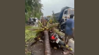Former Mira-Bhayandar Deputy Mayor's Son Dies After Coconut Tree Falls During Heavy Rain Former Mira-Bhayandar Deputy Mayor's Son Dies After Coconut Tree Falls During Heavy Rain