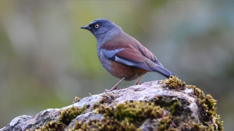 Mumbai Bird Census: Two new birds recorded in Sanjay Gandhi National Park