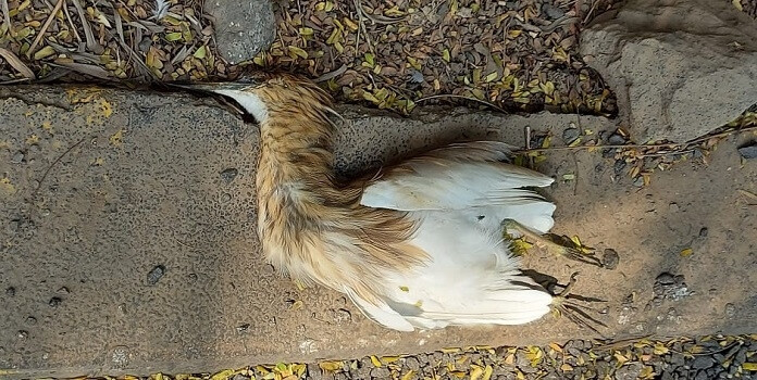 ठाण्यात १५ बगळ्यांचा संशयास्पद मृत्यू