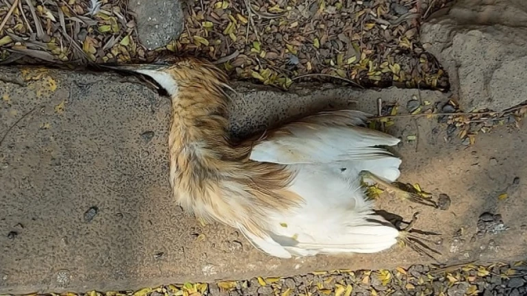 ठाण्यात १५ बगळ्यांचा संशयास्पद मृत्यू ठाण्यात १५ बगळ्यांचा संशयास्पद मृत्यू