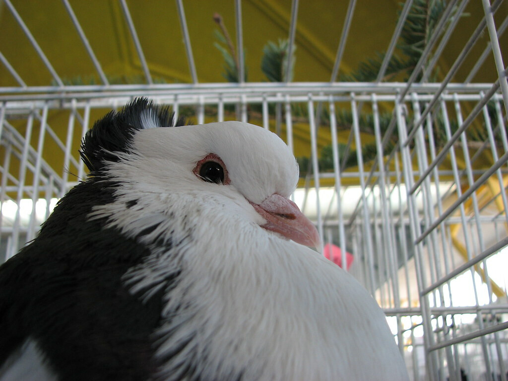 Mumbai: Wildlife experts oppose the proposed aviary in Nahur