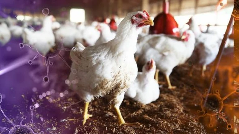 Bird Flu scare: Chicken, eggs can be consumed Bird Flu scare: Chicken, eggs can be consumed