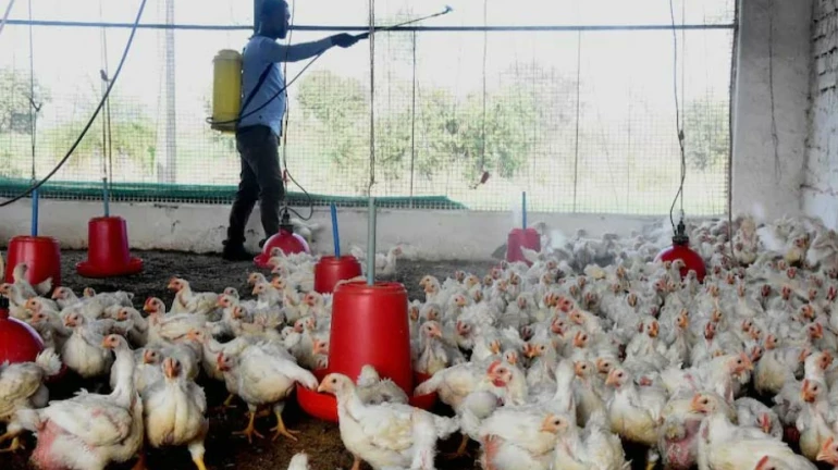 BMC issues guidelines to tackle bird flu