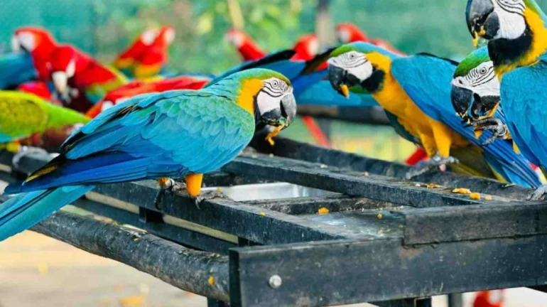 मुंबई का पहला बर्ड पार्क 2027 तक नाहुर में खुलेगा मुंबई का पहला बर्ड पार्क 2027 तक नाहुर में खुलेगा