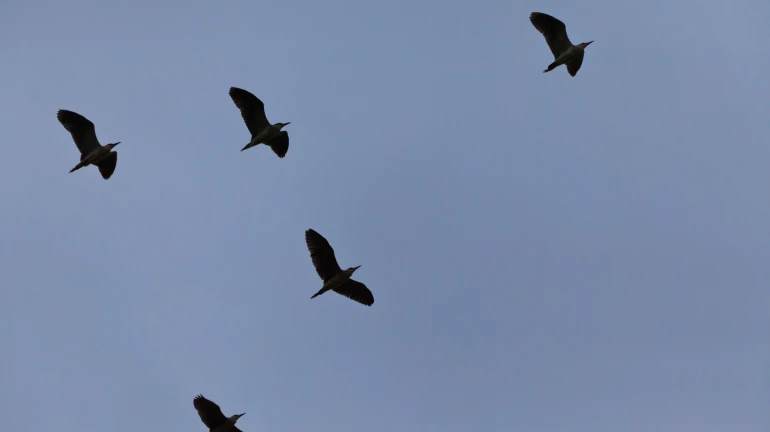 Mysterious Bird Deaths in Navi Mumbai Puzzle Residents