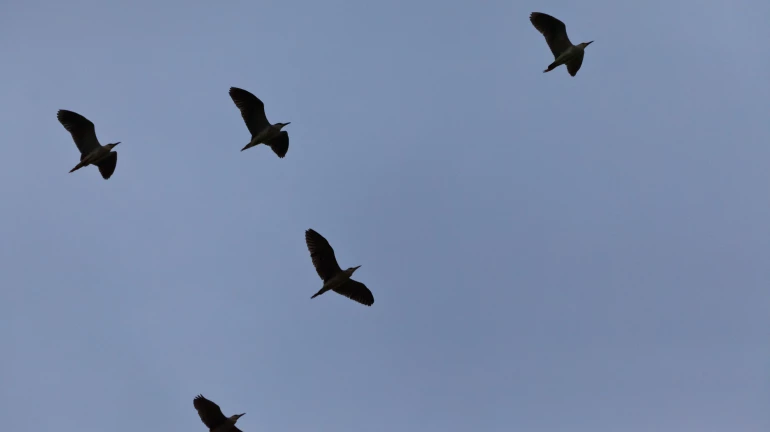 Over 100 Species of Birds Spotted at Karnala Bird Sanctuary Near Panvel