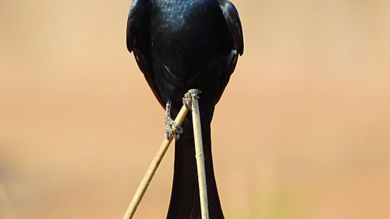 Maharashtra: Nearly 45 bird species are critically endangered; BNHS releases list Maharashtra: Nearly 45 bird species are critically endangered; BNHS releases list