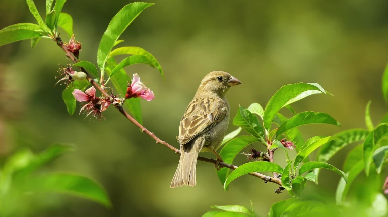 158 birds spotted during bird survey in Tansa Wildlife Sanctuary
