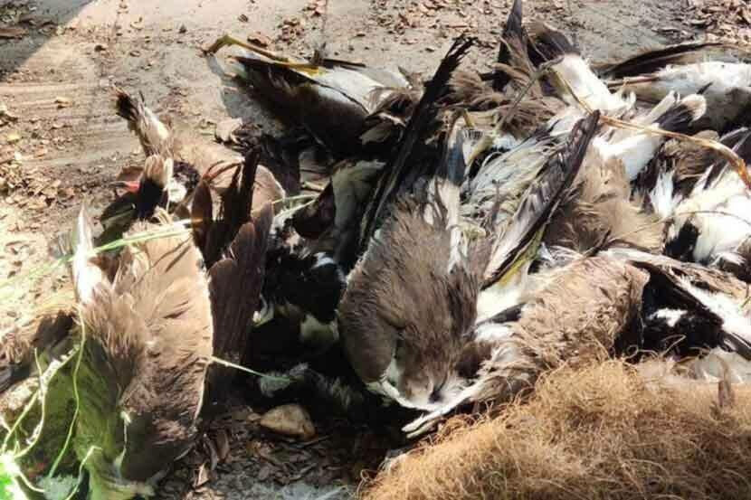 ठाण्यातील बगळ्यांचा मृत्यू बर्ड फ्लूमुळेच