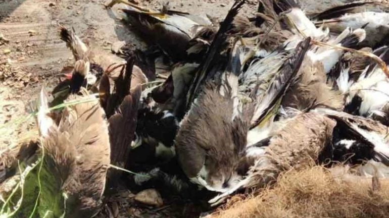 बर्ड फ्लू से हुई थी ठाणे में पक्षियों की मौत