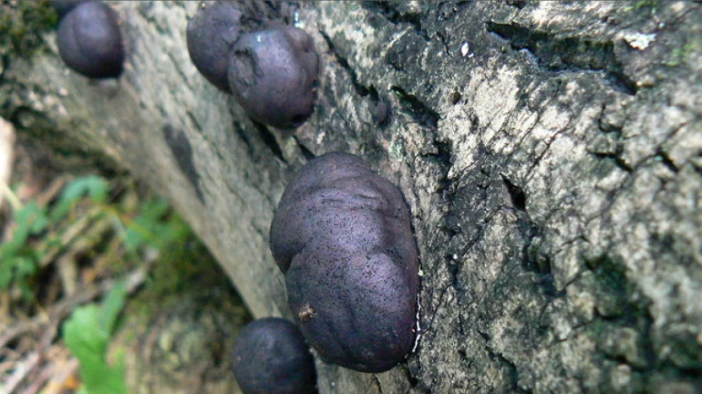 Black fungus has no connection with trees: Pankaj Garg, Deputy Forest Conservator from Nashik