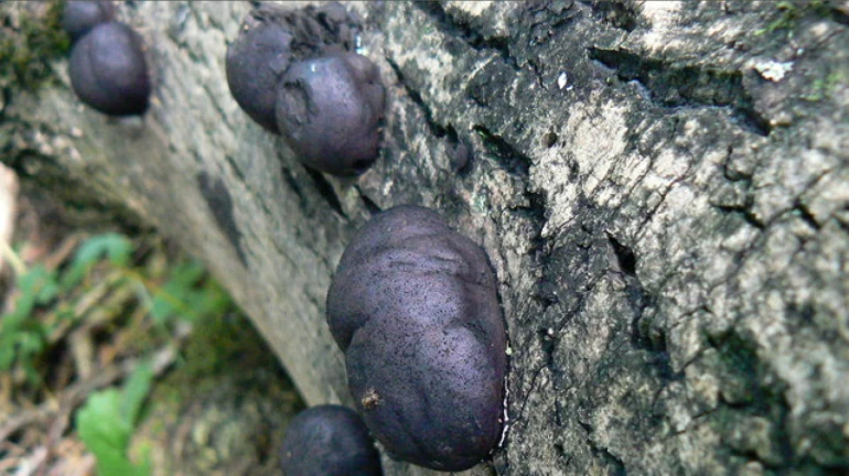 Maharashtra: Black fungus cases rise to 7,395 Maharashtra: Black fungus cases rise to 7,395