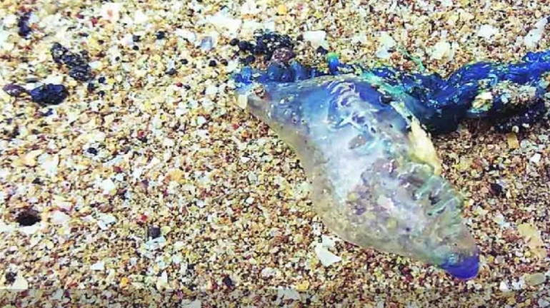 Mumbai: Blue Bottle Jellyfish spotted at Girgaon Chowpatty Mumbai: Blue Bottle Jellyfish spotted at Girgaon Chowpatty
