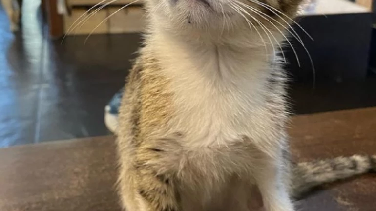 5 Places to Surprise Your Furry Friends with Treats in Mumbai 5 Places to Surprise Your Furry Friends with Treats in Mumbai