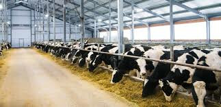 BMC to Relocate 263 Cattle Barns from Mumbai to Palghar