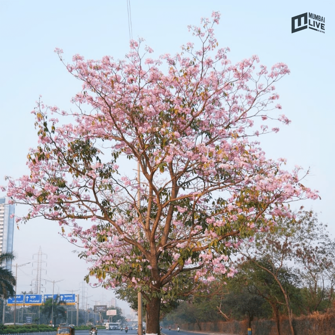 मुंबईत चेरी ब्लॉसम सीझनचा झगमगाट