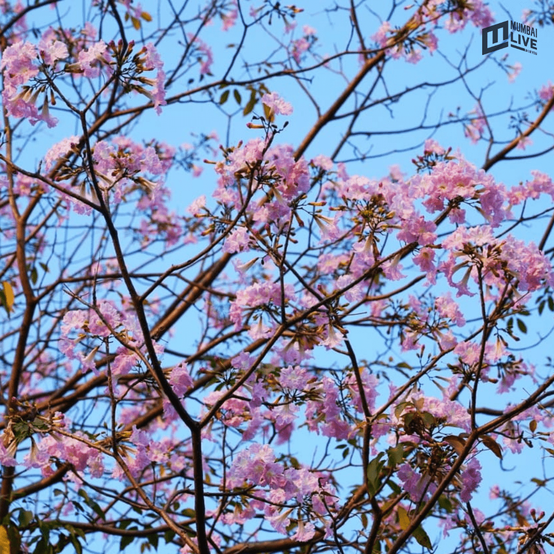 मुंबईत चेरी ब्लॉसम सीझनचा झगमगाट