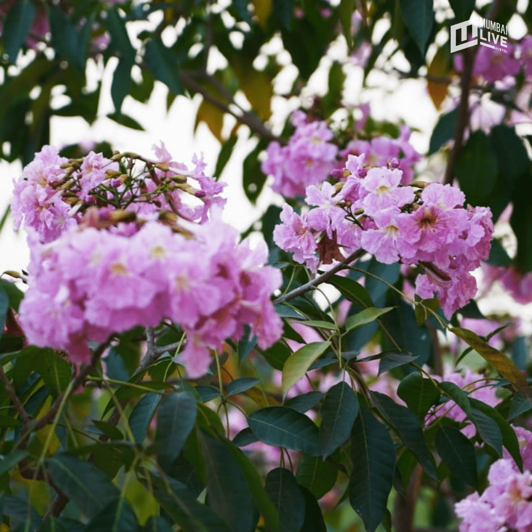 मुंबईत चेरी ब्लॉसम सीझनचा झगमगाट