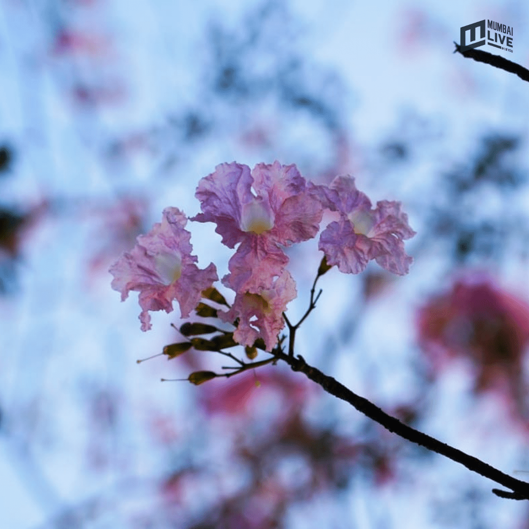मुंबईत चेरी ब्लॉसम सीझनचा झगमगाट