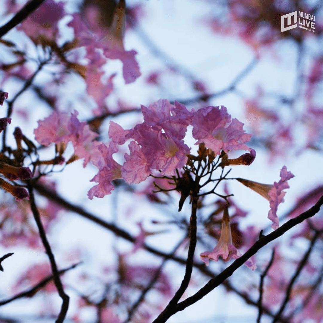 मुंबईत चेरी ब्लॉसम सीझनचा झगमगाट