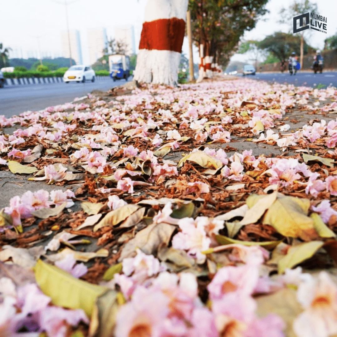 मुंबईत चेरी ब्लॉसम सीझनचा झगमगाट