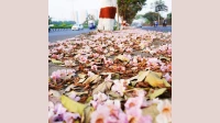 Over 700 “Cherry Blossom” Trees in Mumbai To Be Cut For Ghatkopar–Thane Elevated Road; Locals Raise Question Over 700 “Cherry Blossom” Trees in Mumbai To Be Cut For Ghatkopar–Thane Elevated Road; Locals Raise Question