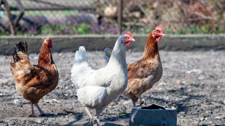 घशात कोंबडीचे हाड अडकल्याने महिलेवर शस्त्रक्रिया घशात कोंबडीचे हाड अडकल्याने महिलेवर शस्त्रक्रिया