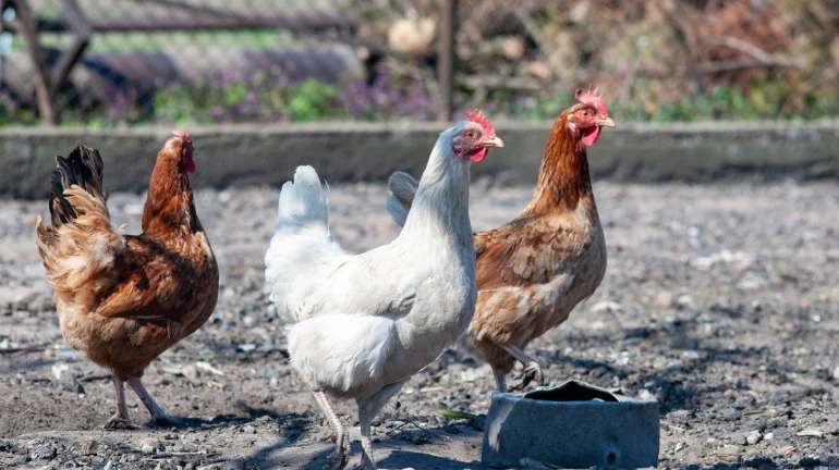 मुंबई में चिकन की कीमतों में 10 से 20 रुपये की कमी मुंबई में चिकन की कीमतों में 10 से 20 रुपये की कमी